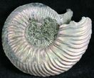 Quenstedticeras Ammonite Fossil With Pyrite #28393-1